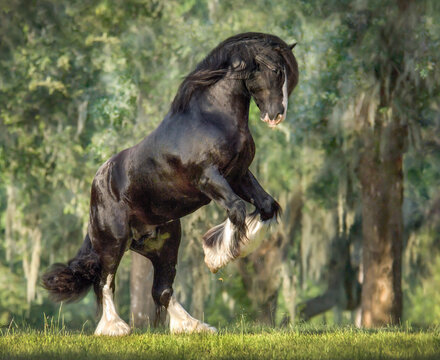 Gypsy Vanner Horse stallion rearing up in paddock
