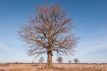 Set of winter landscapes of Belarus. Silhouette of a lone oak tree in a field covered with snow at dawn.