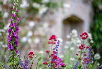 Obraz premium Foxgloves ( Digitalis ) In The Walled Gardens Of Rousham House