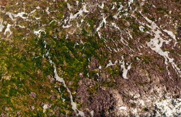 Background of mediterranean coast. Waves, rocks and green