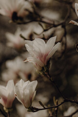 Fototapeta na wymiar Spring flowers, trees, meadow in Cracow, Poland, botanical garden, daffodils, cherry, magnolia, forget-me-not, daisy