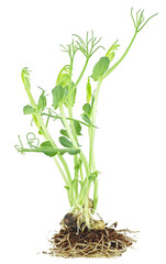 Fototapeta na wymiar Healthy eating concept - microgreen pea sprouts isolated on a white background. Little green pea sprouts with a white root grows from the pea seeds.