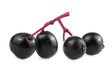Black berries of European elder isolated on a white background, healthy food. Sambucus.