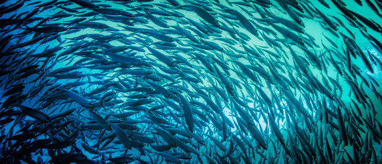 Panoramic photograph of a school of fish swimming in one direction from the depth