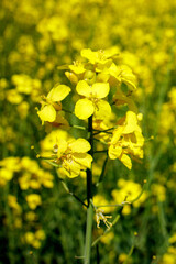 Fototapeta premium Yellow blooming rapeseed field. Rapeseed is grown for the production of animal feeds, vegetable oils and biodiesel