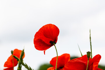 Naklejka premium Mohnblumen auf dem Feld, Hintergrund