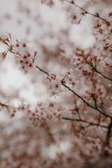 Spring flowers, trees, meadow in Cracow, Poland, botanical garden, daffodils, cherry, magnolia, forget-me-not, daisy