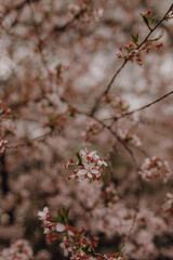 Spring flowers, trees, meadow in Cracow, Poland, botanical garden, daffodils, cherry, magnolia, forget-me-not, daisy