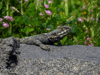 Gray lizard disguises in the nature