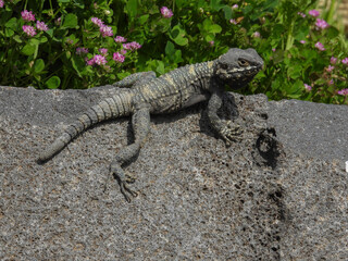 Gray lizard disguises in the nature