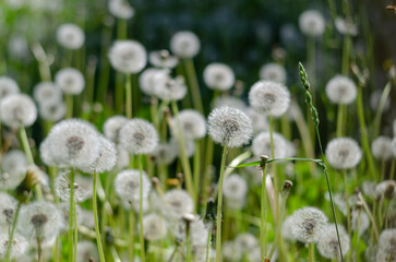 Horizontal background with fluffy dandelions