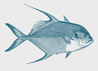 Longfin trevally carangoides armatus, tropical coral reef fish in side view