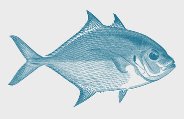 Coastal trevally carangoides coeruleopinnatus, tropical coral reef fish in side view