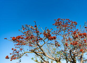 Tree top branches with red flower buds on blue sky in spring