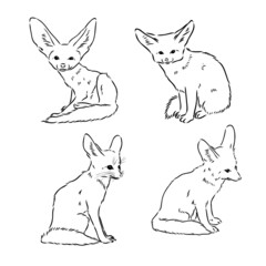 Vector illustration of a young fennec fox walking. fox fenek vector sketch