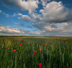 red poppies summer field with blue sky and clouds