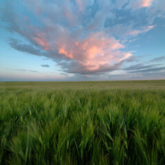 Fototapeta na wymiar big purple-pink cloud evening sky over green ears of rye in the field