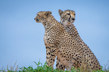 Cheetah, Acinonyx jubatus, in natural habitat, Kalahari Desert, Namibia.