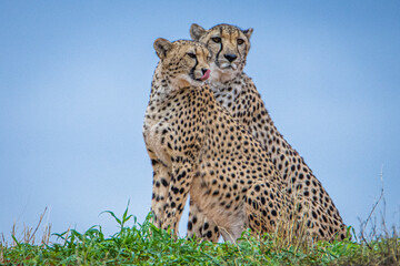 Cheetah, Acinonyx jubatus, in natural habitat, Kalahari Desert, Namibia.