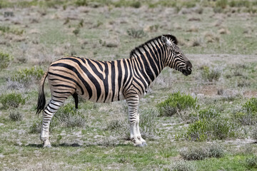 Fototapeta na wymiar A zebras male standing in the bush in Namibia 