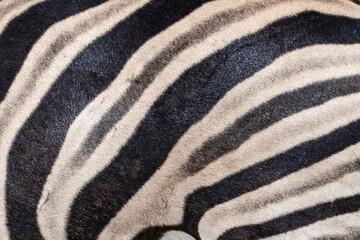 Wild zebra in Namibia, detail of the skin, background 

