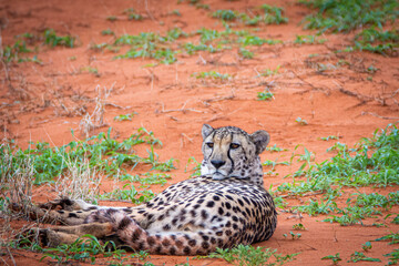 Cheetah, Acinonyx jubatus, in natural habitat, Kalahari Desert, Namibia.