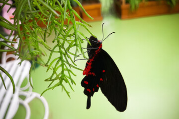 Black butterfly Pachliopta Kotzebuea on green plant close-up - Powered by Adobe