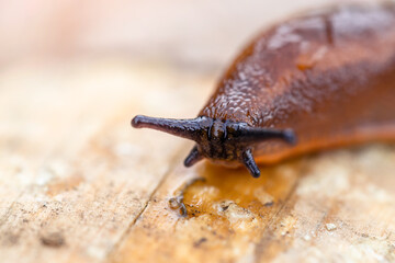 An orange slug crawls up a tree. Close-up