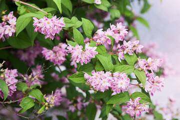 Deutzia hybrida 'Strawberry Fields' plant blooming in June. Close up pink flowers