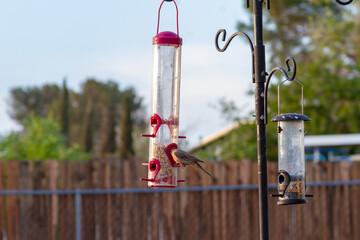 Red finch birds eating at a hanging bird feeder