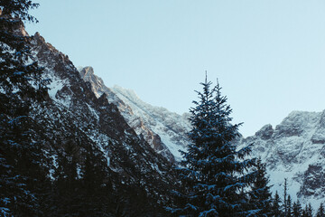 Winter landscape of coniferous trees and mountains against the blue sky. Tatra mountains. Europe