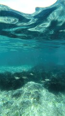 Sicily, Italy: Tyrrhenian sea coastal underwater photo showing bunch of fish against sun rays penetrating through surface of sea. ocean life concept during snorkeling or scuba dive