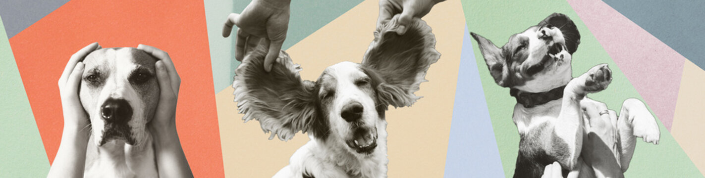 Emotions of dogs, pets in human hands, digital collage. Three dogs showing scared, happy and playful emotions, isolated portraits on pastel coloured paper background