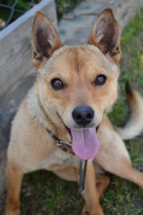 pets, purebred dogs, homeless animals, dog food, beautiful dog breeds, small dogs, collar, dog on a chain