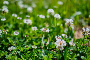 Trifolium repens clover