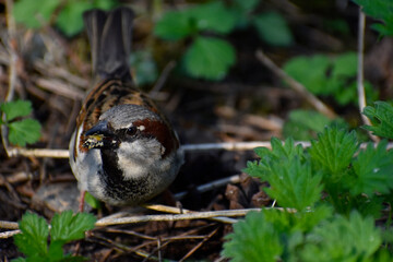 sparrow in a bush