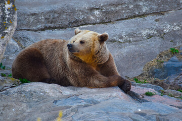 Fototapeta premium brown bear on a mountain