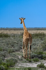 A giraffe back-walking in the bush in Namibia
