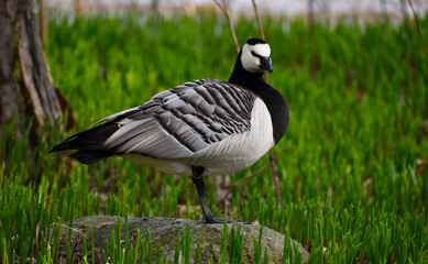 country goose standing on a grass