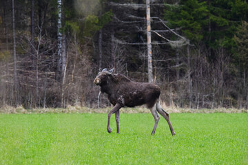 moose on a green field