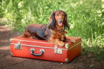 a cute red dachshund lies on a vintage suitcase in the park, a trained dog is waiting for the owner...