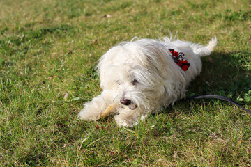 Naklejka na ściany i meble A young 4 month old Maltese Dog lying in green grass