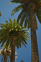Obraz na płótnie Canvas Close-up of several palm trees against blue sky. Autochthonous vegetation of the Canary Islands.