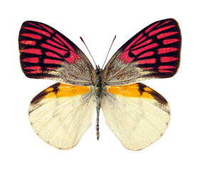 Butterfly isolated on white. Butterfly unusual crimson bright pink color. Colotis zoe from Madagascar. Pieridae, Lepidoptera, collection butterflies, Entomology.