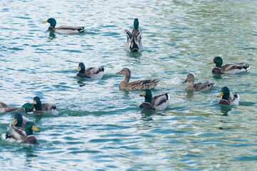 Ducks swimming in pond in city park, beautiful green-blue water background