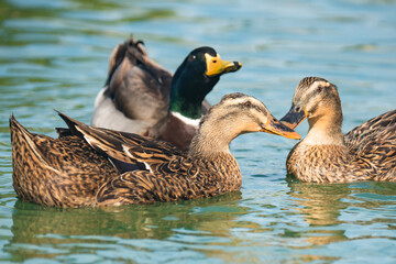 Ducks floating on water in the lake in city park in sunny day. Close up portraits of water birds with beautiful green-blue water on background