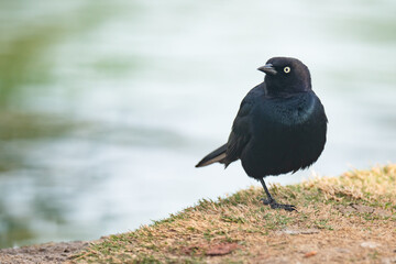 Brewer's blackbird (Euphagus cyanocephalus) male, close up portrait of small black bird sitting on the beach close to the pond in city park