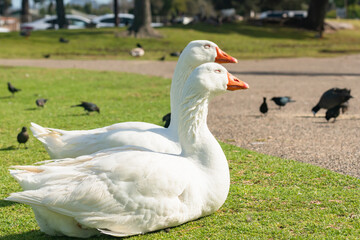 Goose couple are sitting on a grass warming on sun. Close up portraits of white swan geese in city park in sunny day