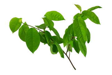 a large branch of bird cherry or birch with green leaves isolated on a white background
