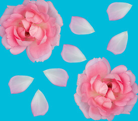 rose flowers and rose petals, on a blue background isolated